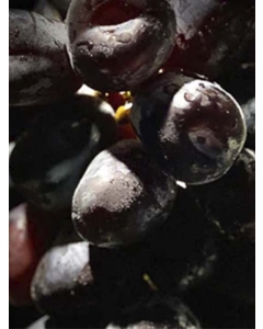 〈EJ Premier Fruits〉志村葡萄研究所 山梨県産 富士の輝 ブラックシャインマスカット 特選 路地栽培