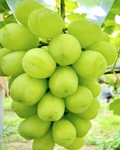 〈EJ Premier Fruits〉山梨県 志村葡萄研究所産  路地栽培 雄宝
